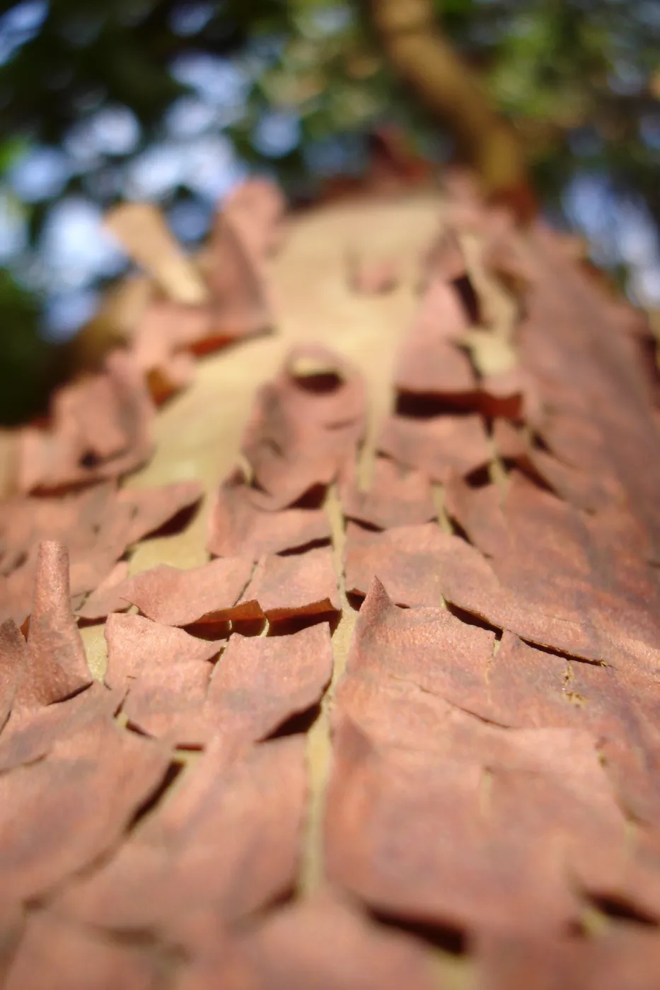 peeling madrone bark, SBBG Fall Color Field Trip 2006