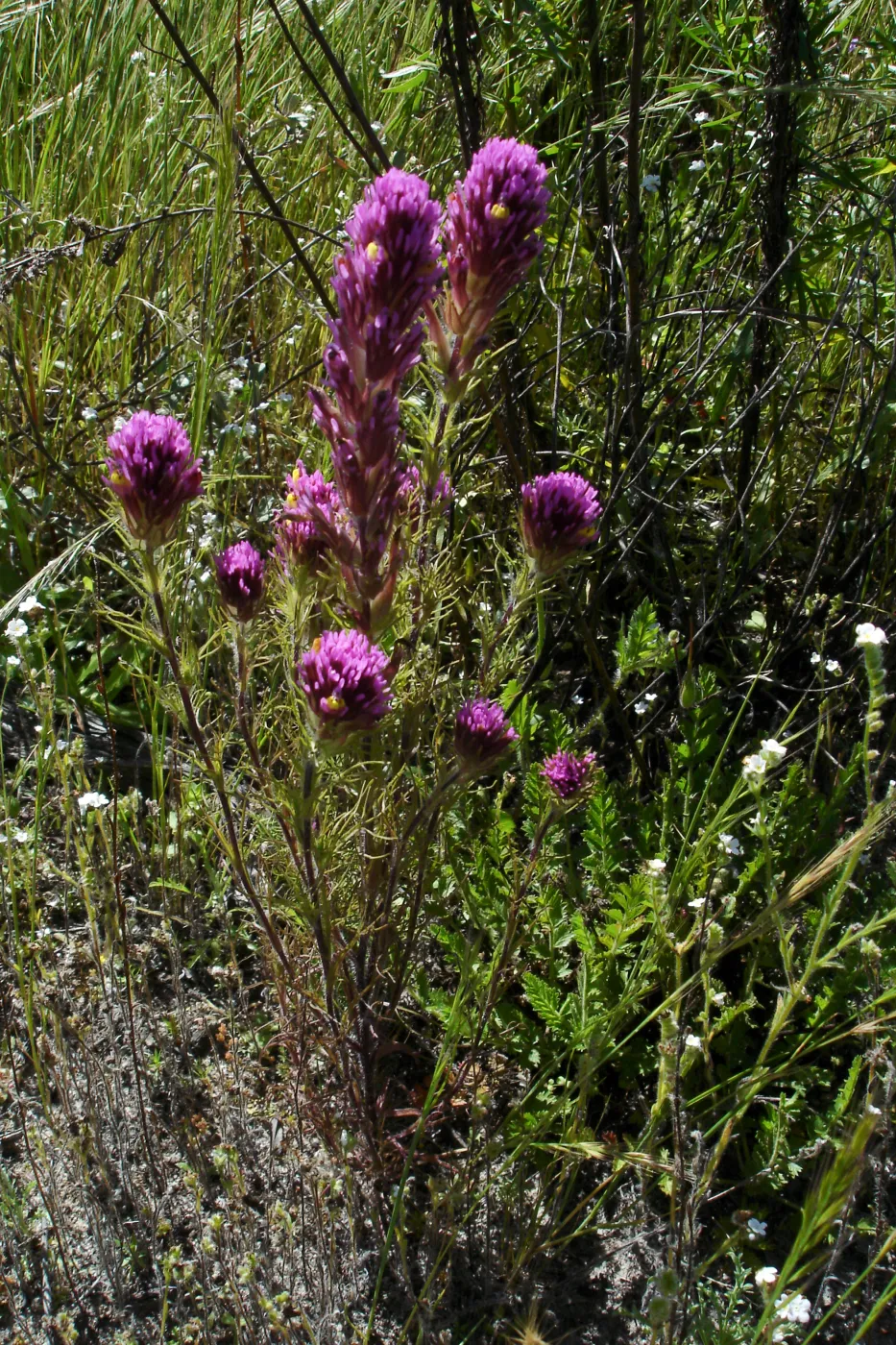 SBBG Staff field trip to Cebada Canyon