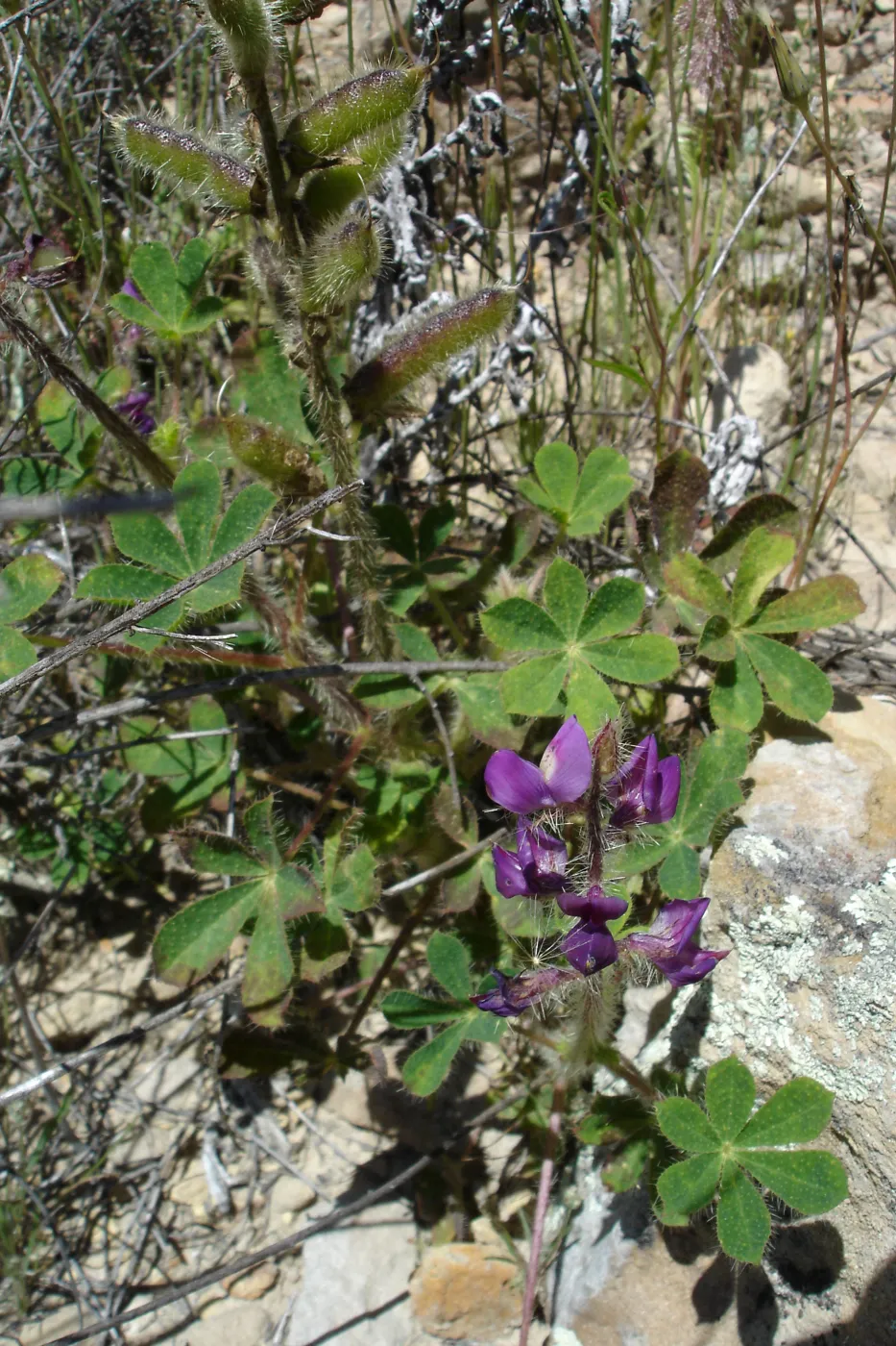 SBBG Staff field trip to Cebada Canyon (lupine)