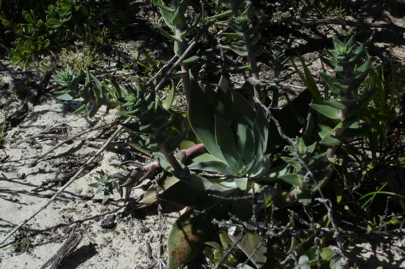 SBBG Staff field trip to Cebada Canyon (liveforever)