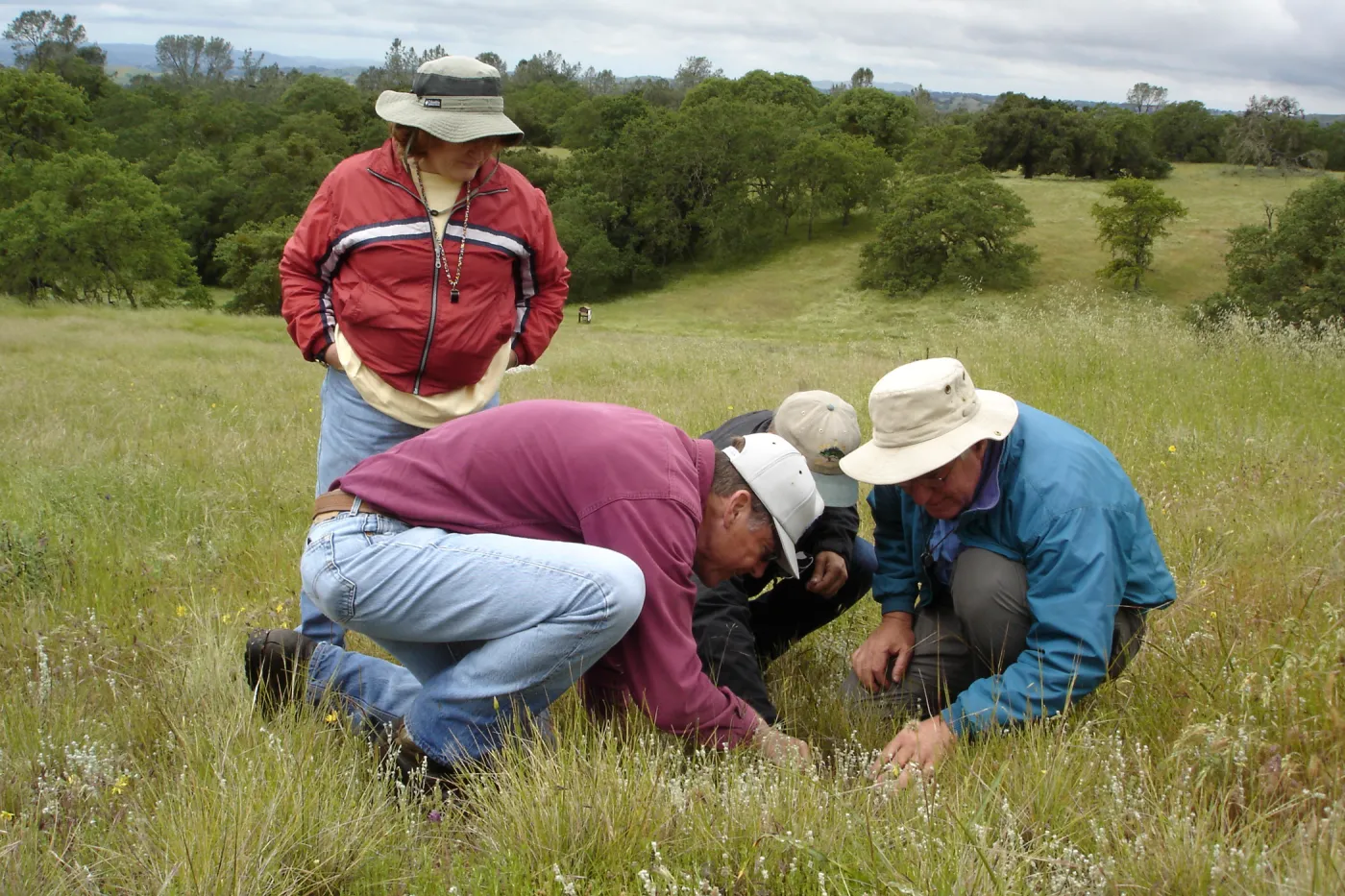 examining cleistogamus Mimulus population, SBBG Research field trip to Sedgwick Reserve