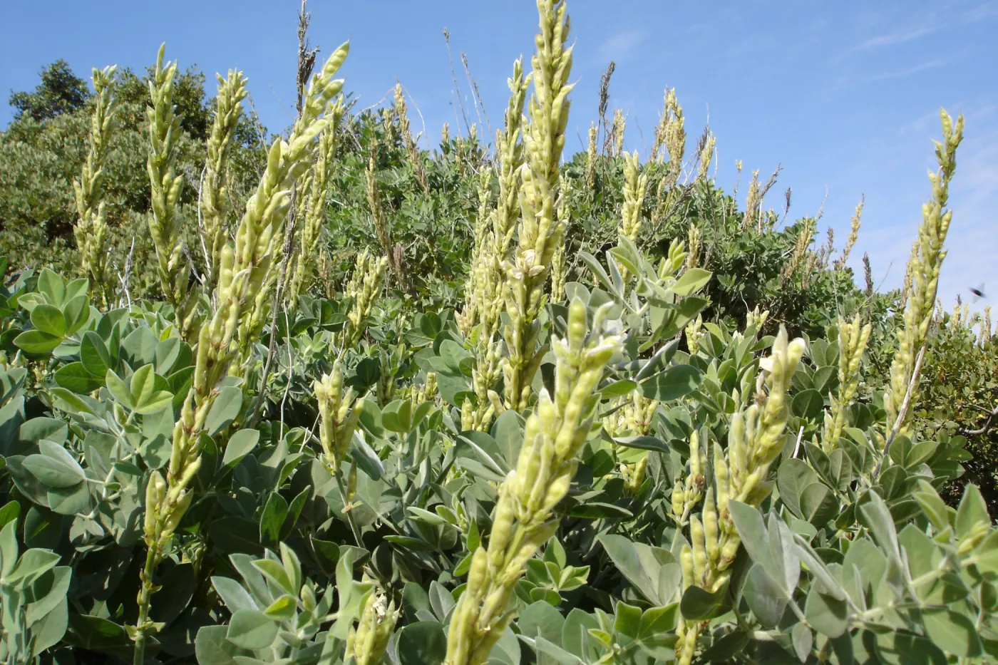 Thermopsis macrophylla, West Camino Cielo, SBBG Research 2005
