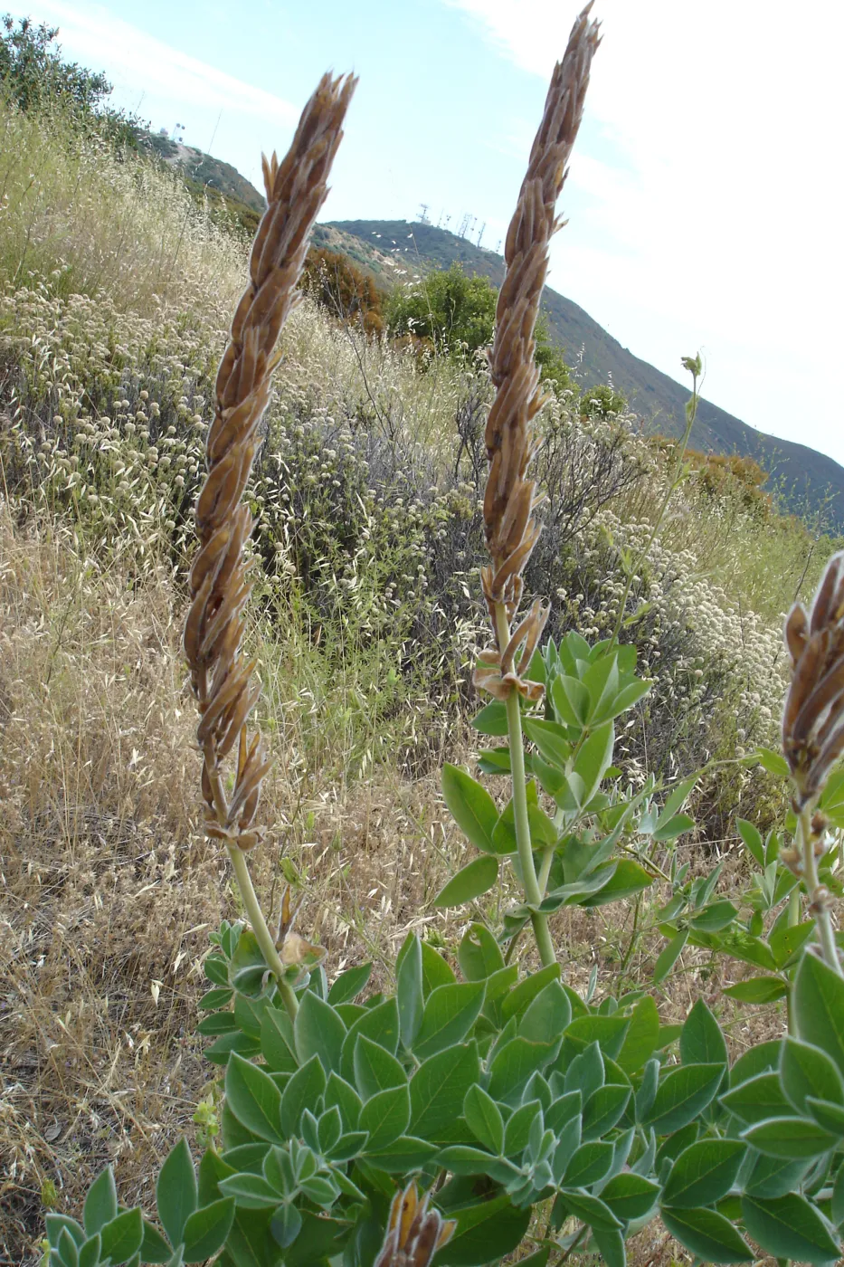 Thermopsis macrophylla, West Camino Cielo, SBBG Research 2005