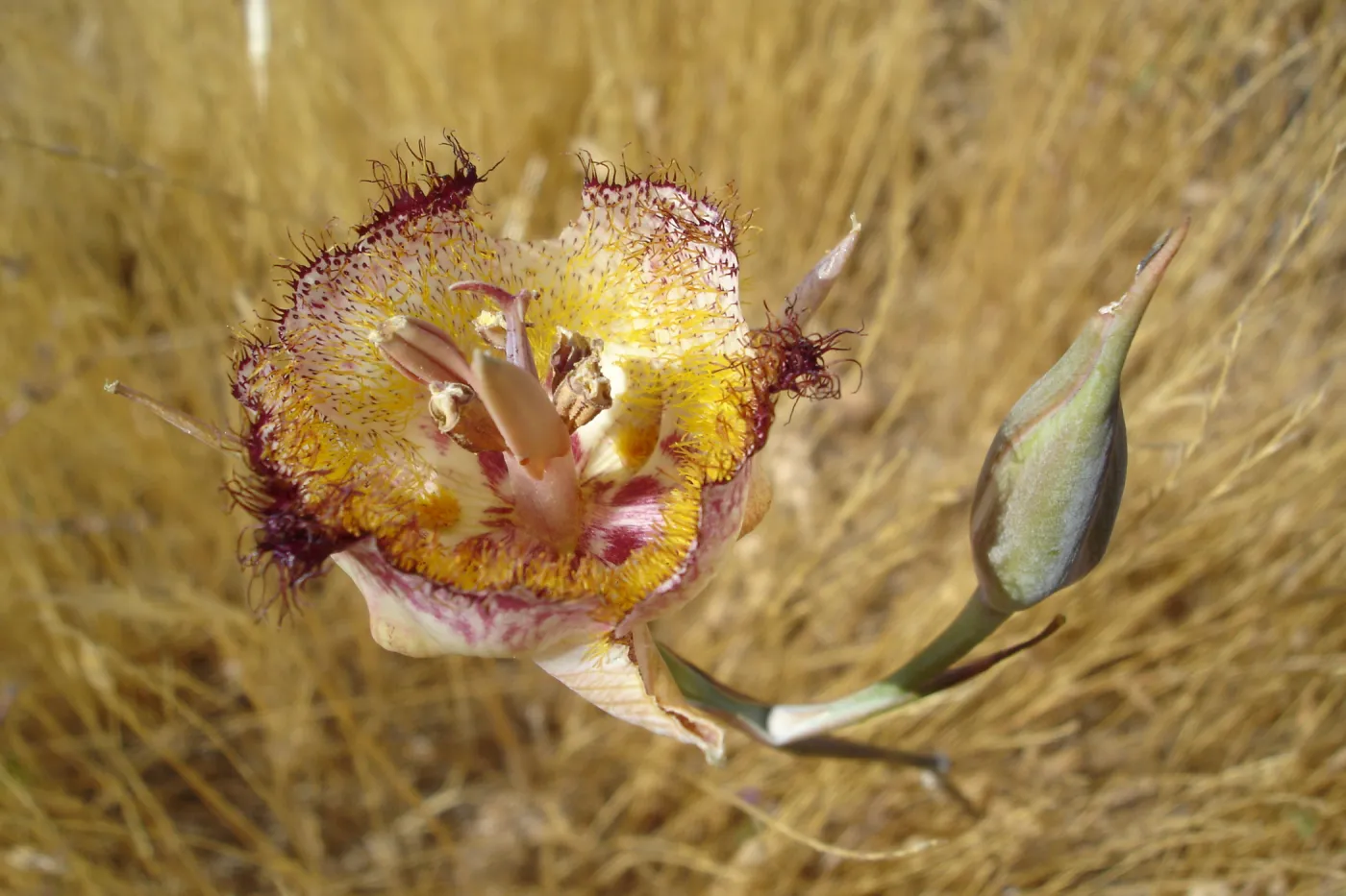 Calochortus in bloom, West Camino Cielo, SBBG Research 2005