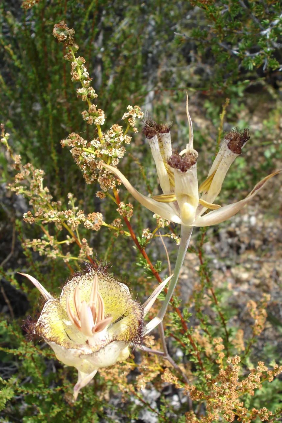 Calochortus in bloom, West Camino Cielo, SBBG Research 2005