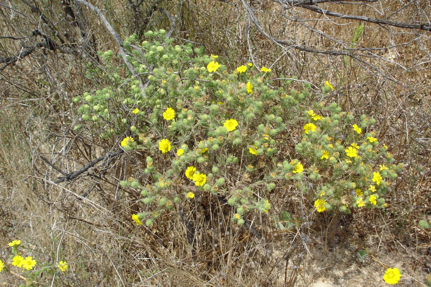 Gaviota Tarplant, Gaviota coast, SBBG Research 2005