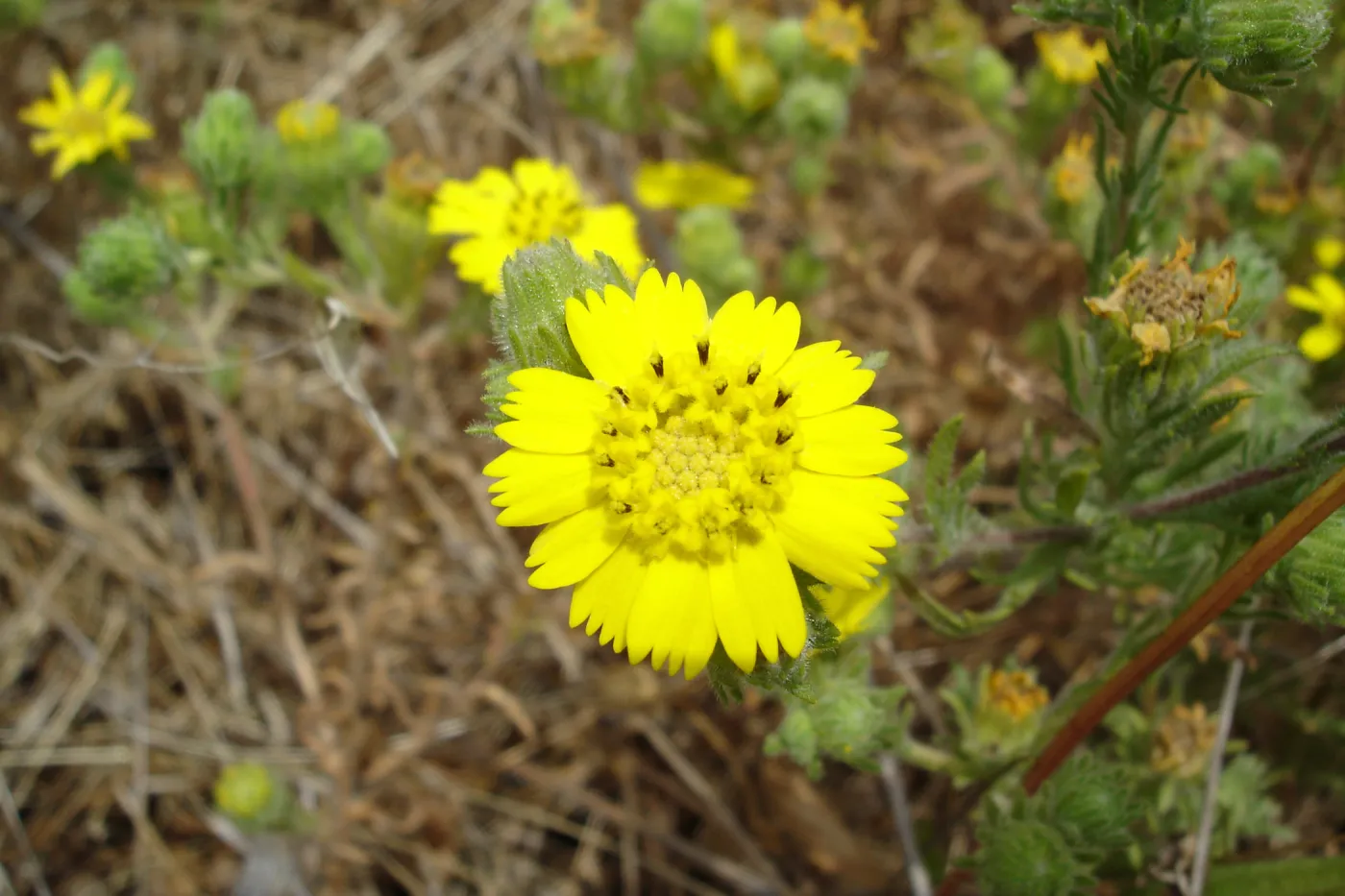Gaviota Tarplant, Gaviota coast, SBBG Research 2005