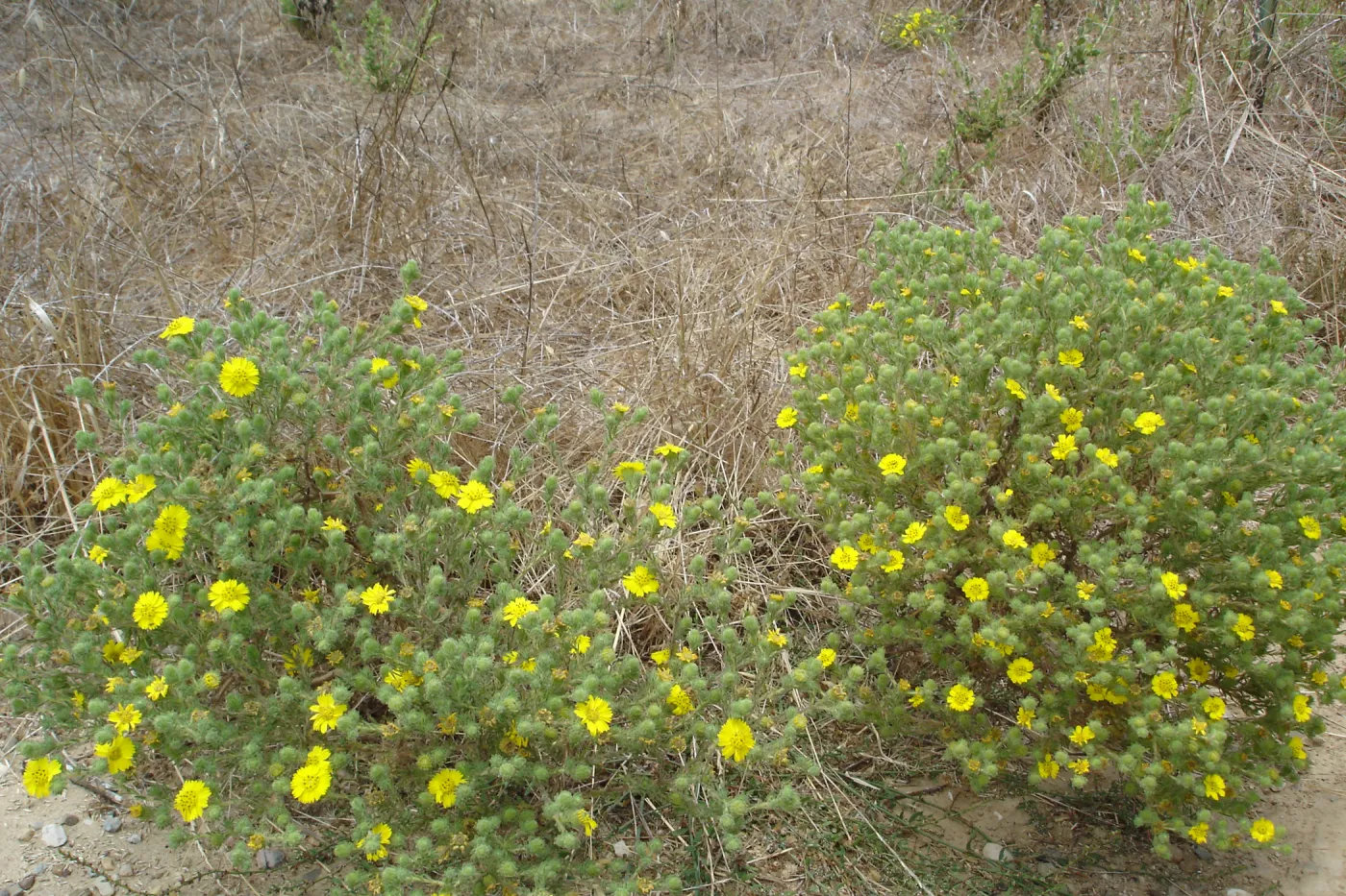 Gaviota Tarplant, Gaviota coast, SBBG Research 2005