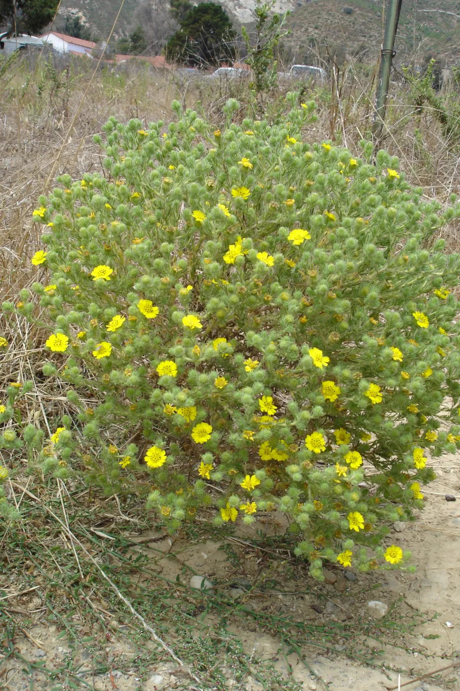 Gaviota Tarplant, Gaviota coast, SBBG Research 2005