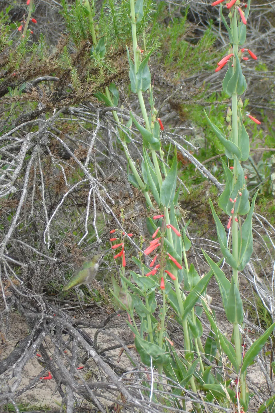 hummingbird, La Purisima, SBBG Research 2006