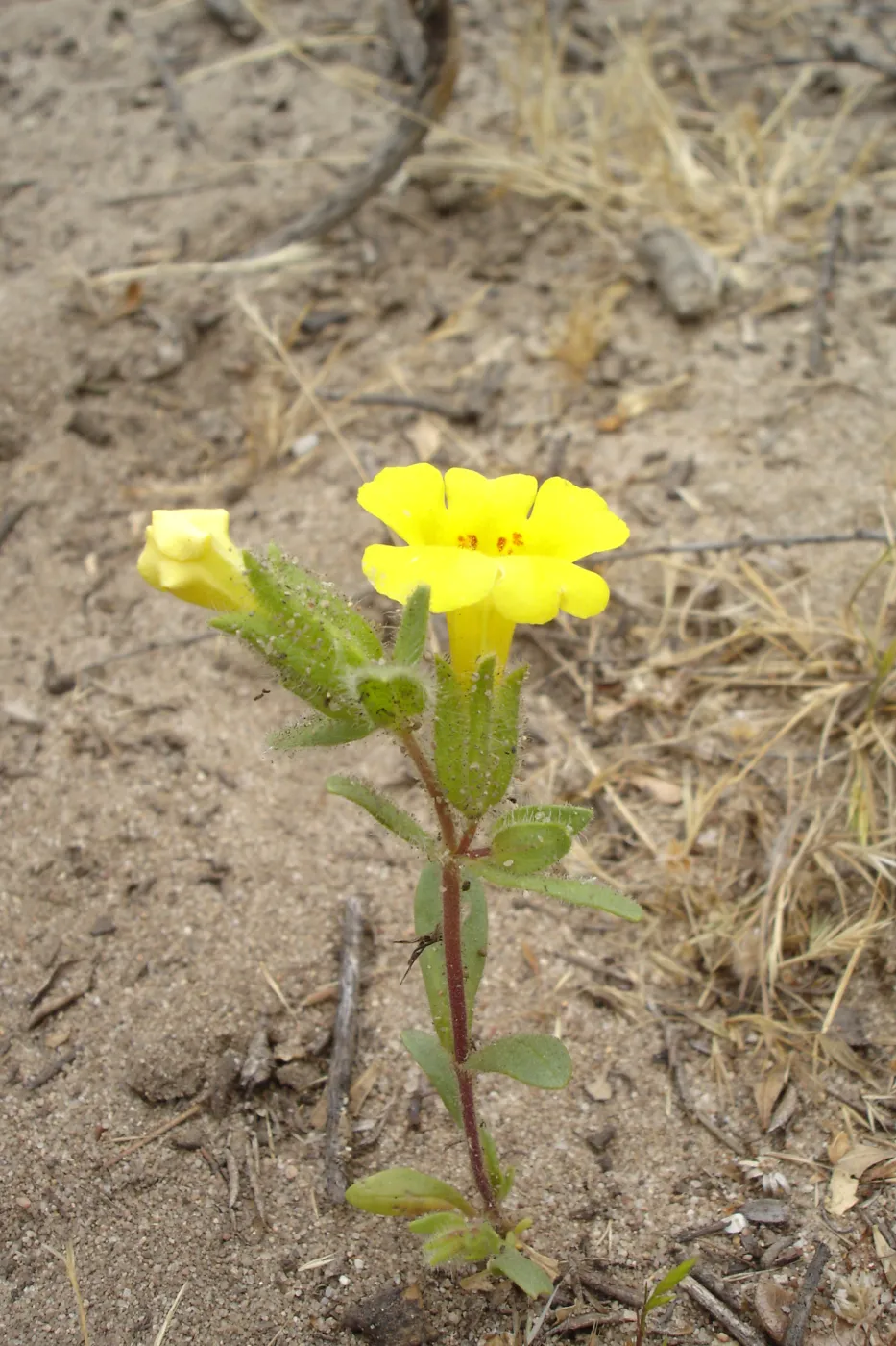 Mimulus fremontii var. vandenbergensis, La Purisima, SBBG Research 2006