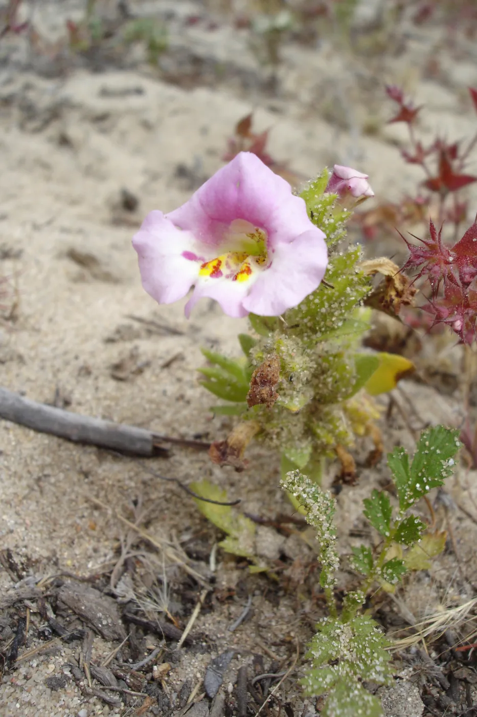 Mimulus fremontii, La Purisima, SBBG Research 2006
