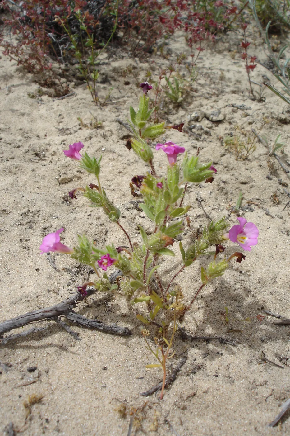 Mimulus fremontii, La Purisima, SBBG Research 2006