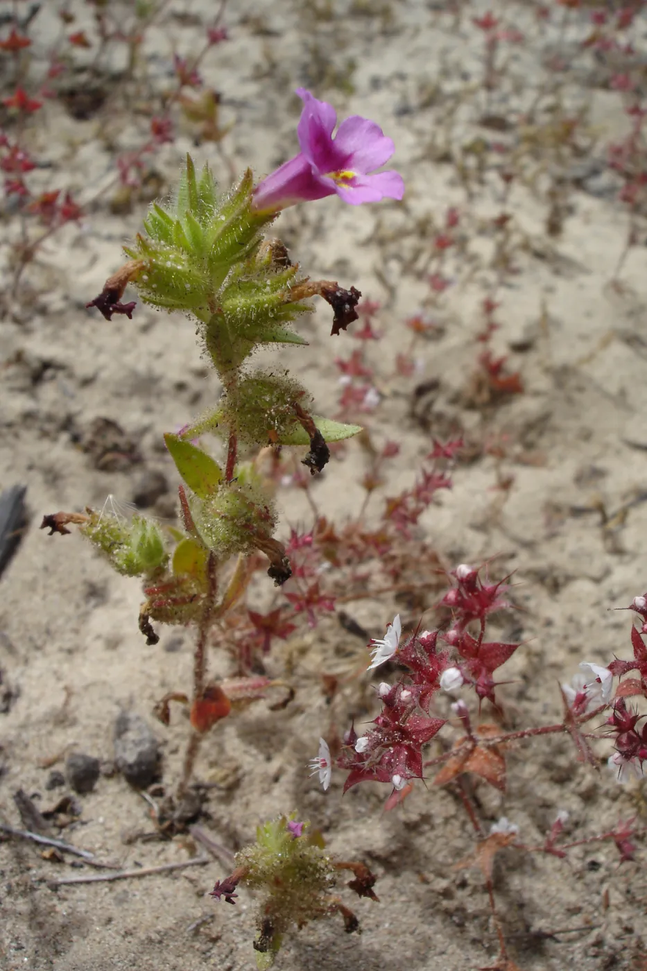 Mimulus fremontii, La Purisima, SBBG Research 2006