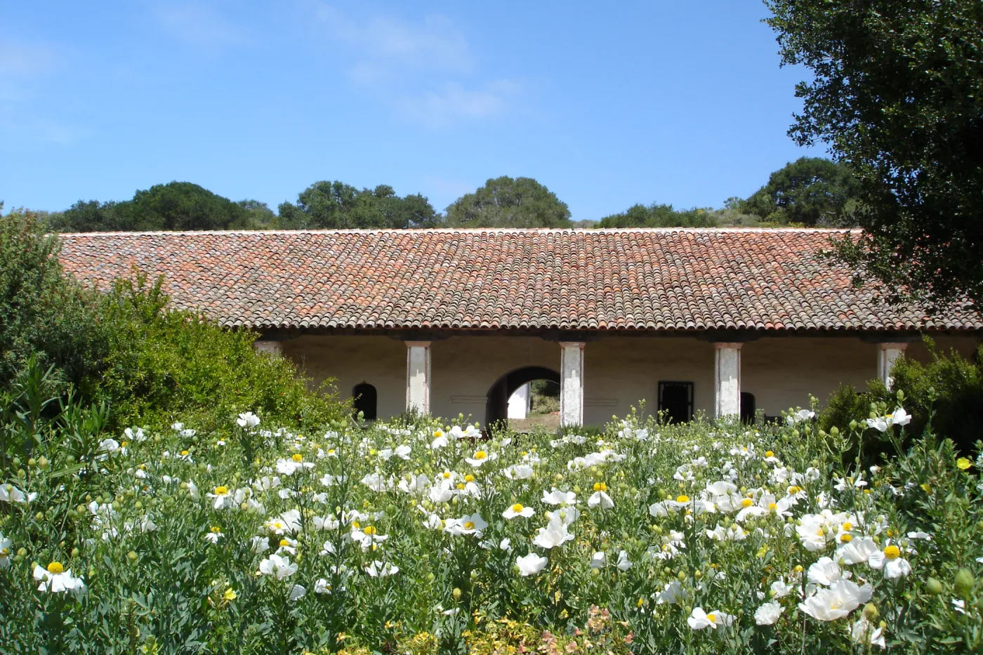 Matilija poppies, La Purisima Mission, SBBG Research 2006
