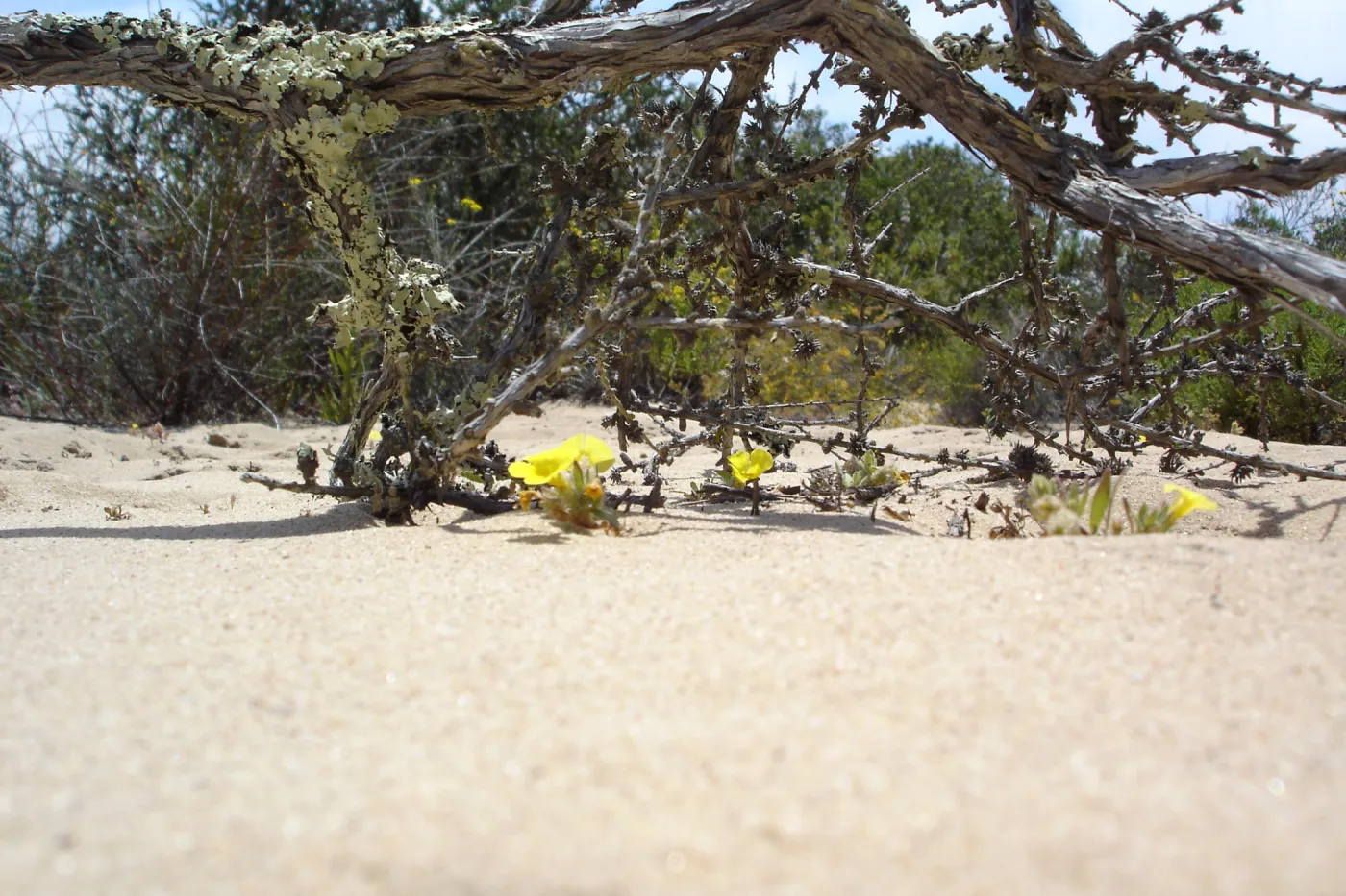 Mimulus fremontii var. vandenbergensis, La Purisima, SBBG Research 2006
