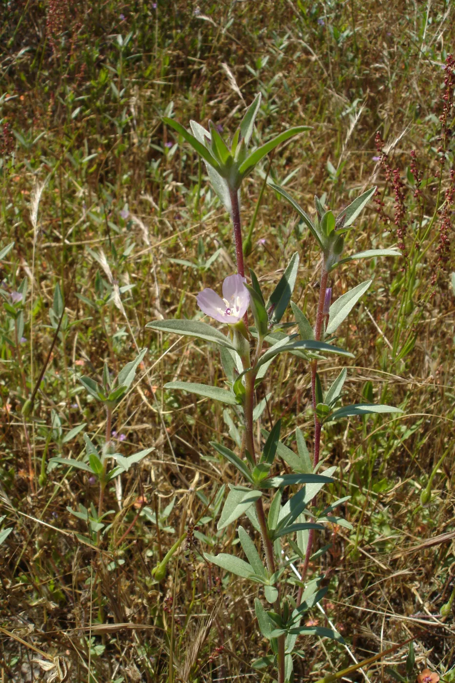 Burton Mesa, SBBG Research 2005