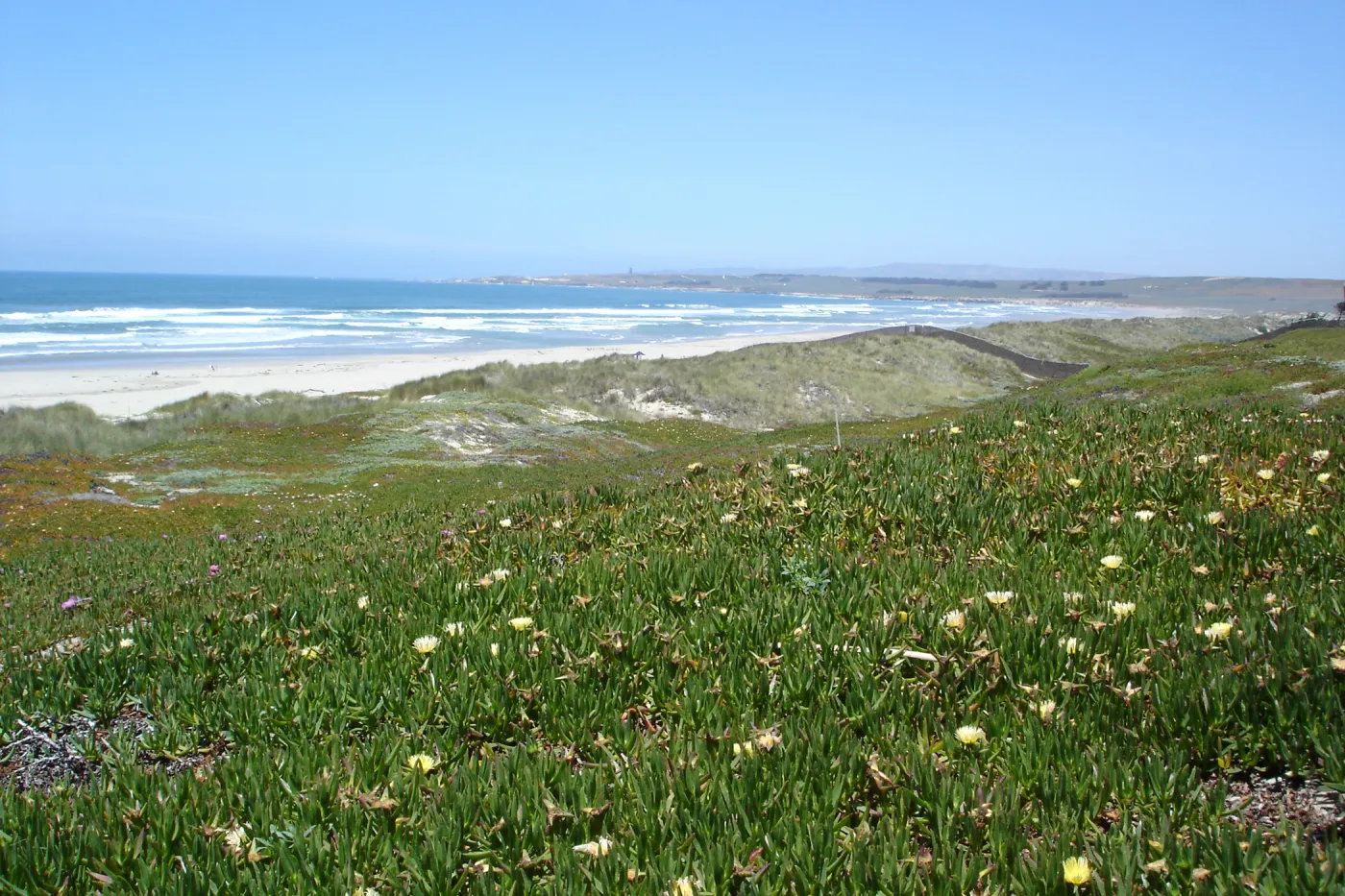 Surf beach at Vandenberg, SBBG Research 2005