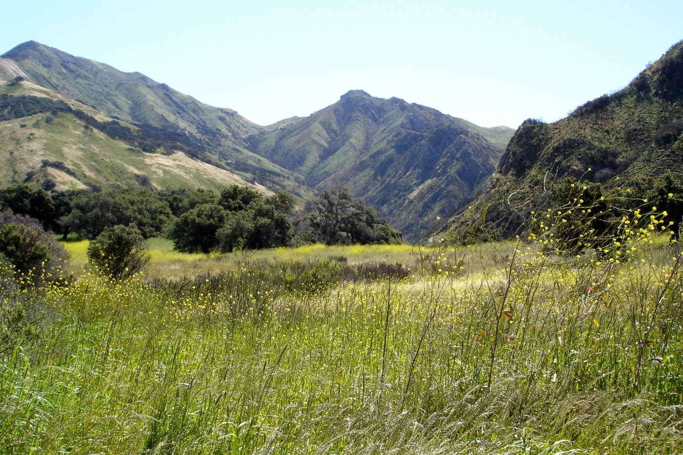 Gaviota burn site, SBBG staff field trip 2005