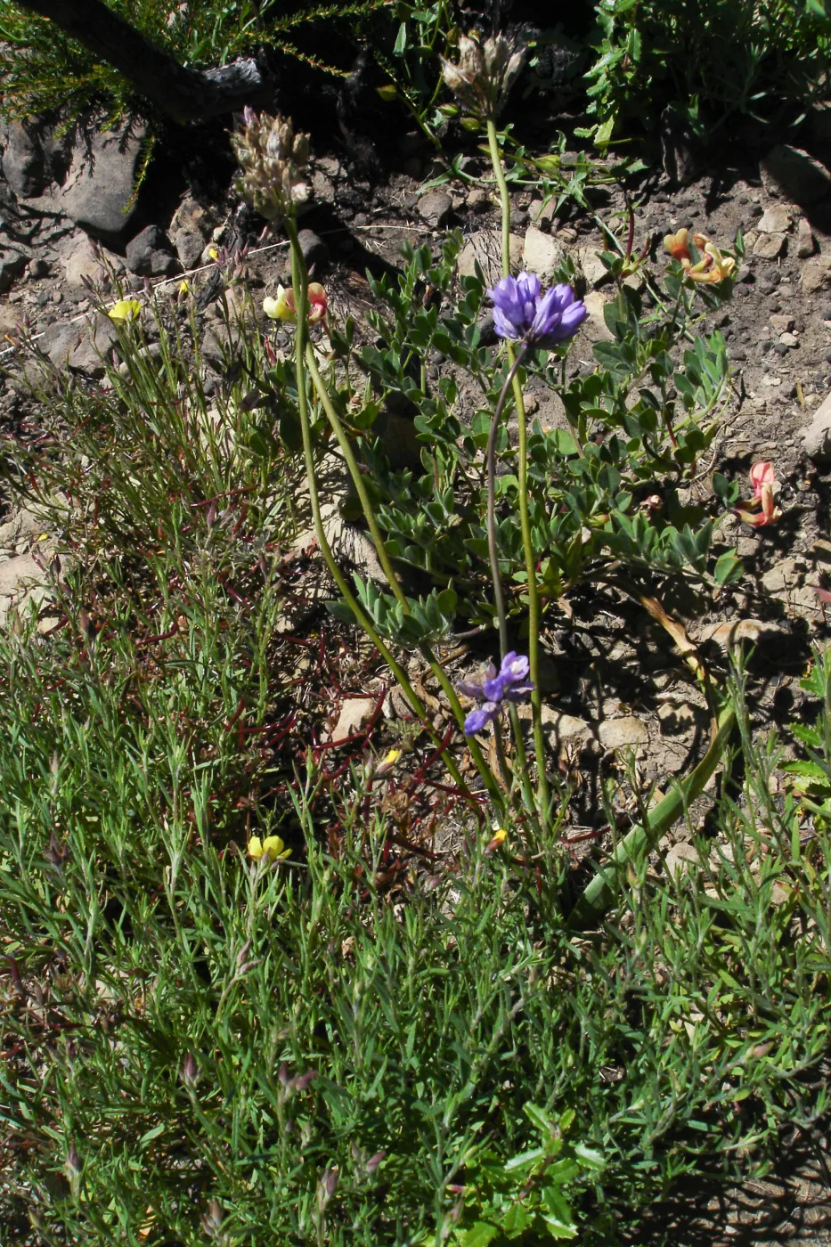 wildflowers, Gaviota burn site, SBBG staff field trip 2005