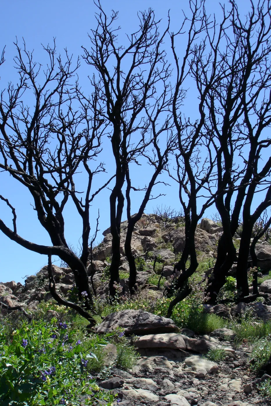 wildflowers, Gaviota burn site, SBBG staff field trip 2005