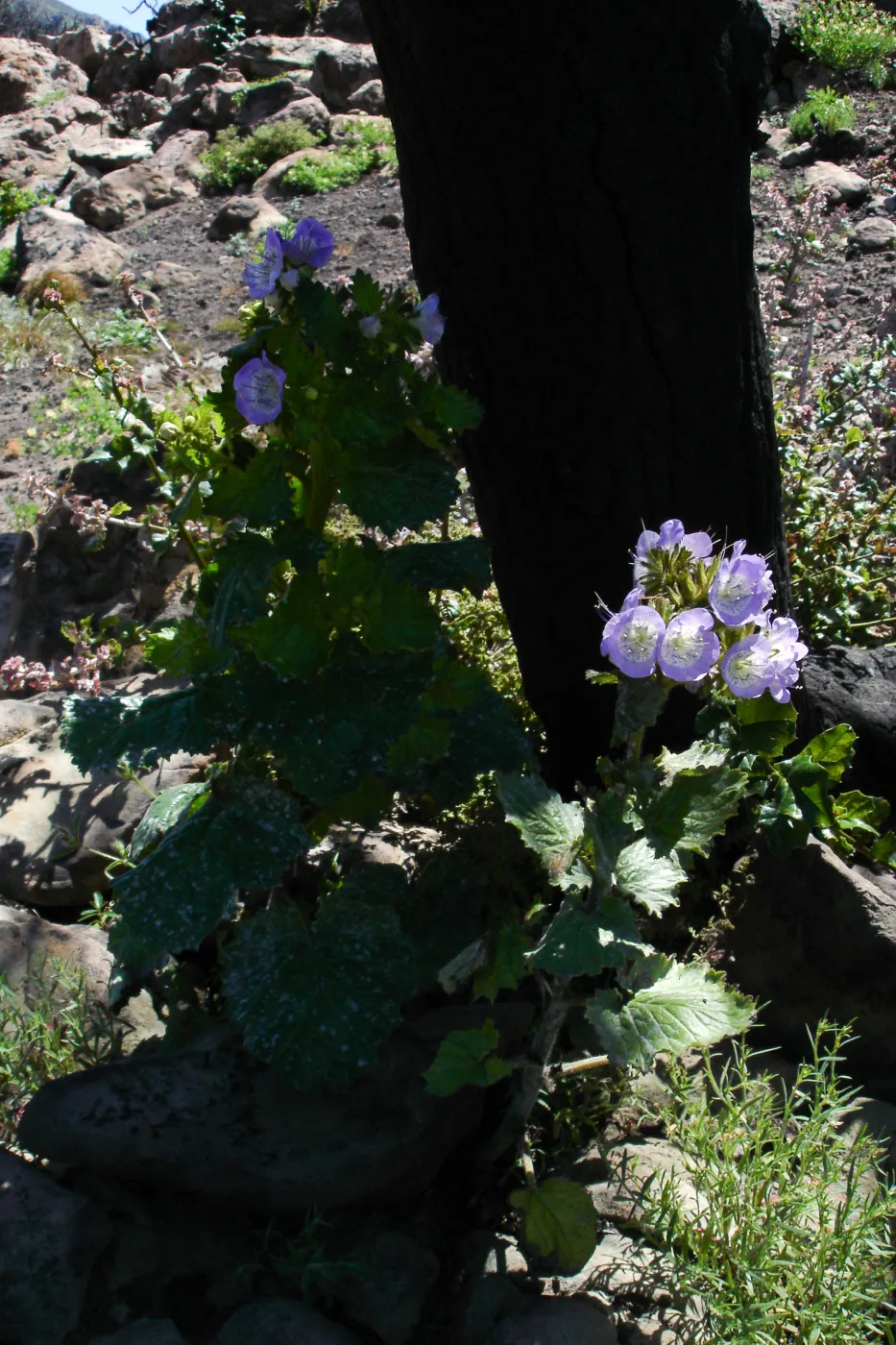 wildflowers, Gaviota burn site, SBBG staff field trip 2005