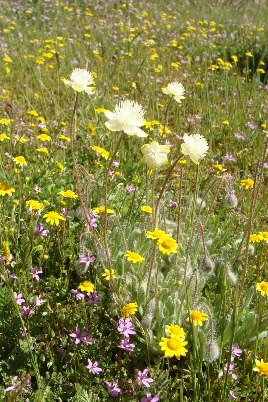 Central California Spring Wildflowers 2010, SBBG staff, Ozena Station