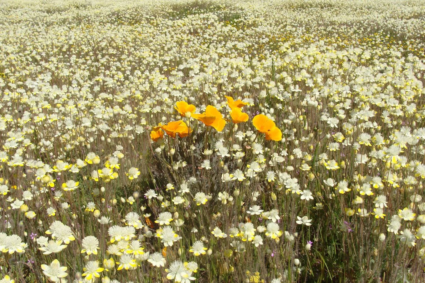 Central California Spring Wildflowers 2010, SBBG staff, Ozena Station
