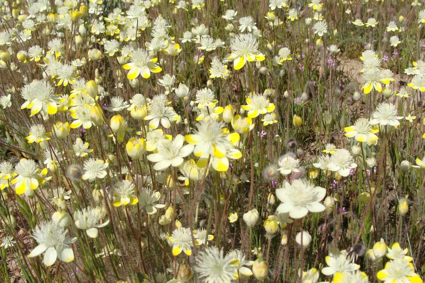 Central California Spring Wildflowers 2010, SBBG staff, Ozena Station