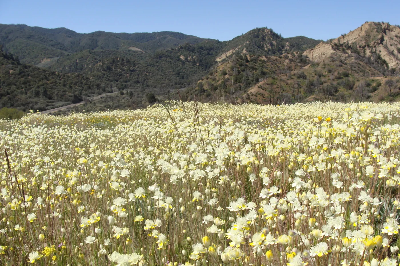 Central California Spring Wildflowers 2010, SBBG staff, Ozena Station