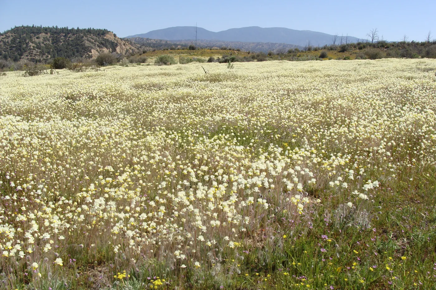 Central California Spring Wildflowers 2010, SBBG staff, Ozena Station