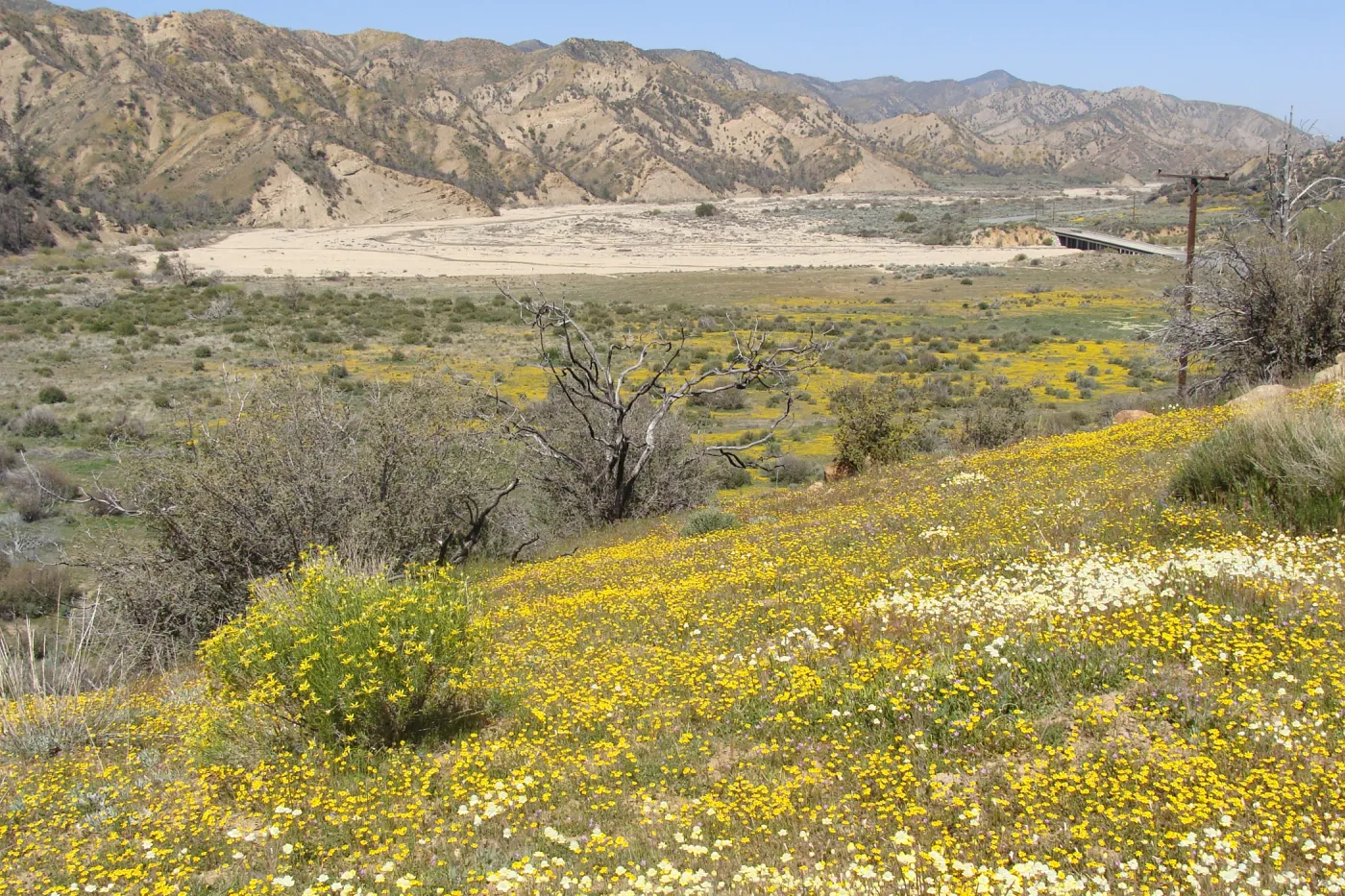 Central California Spring Wildflowers 2010, SBBG staff, Ozena Station
