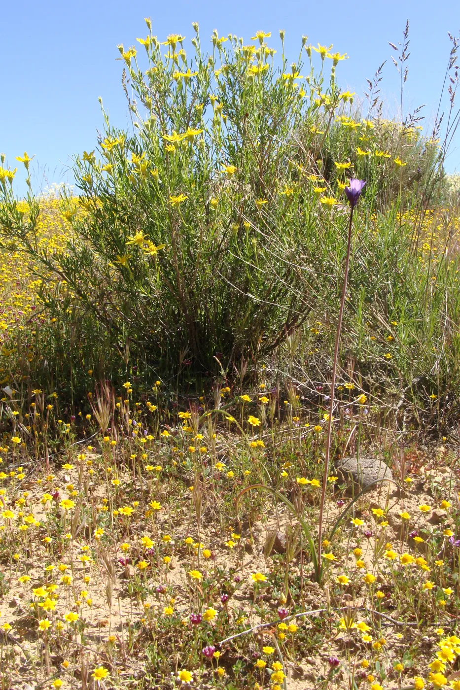 Central California Spring Wildflowers 2010, SBBG staff, Ozena Station