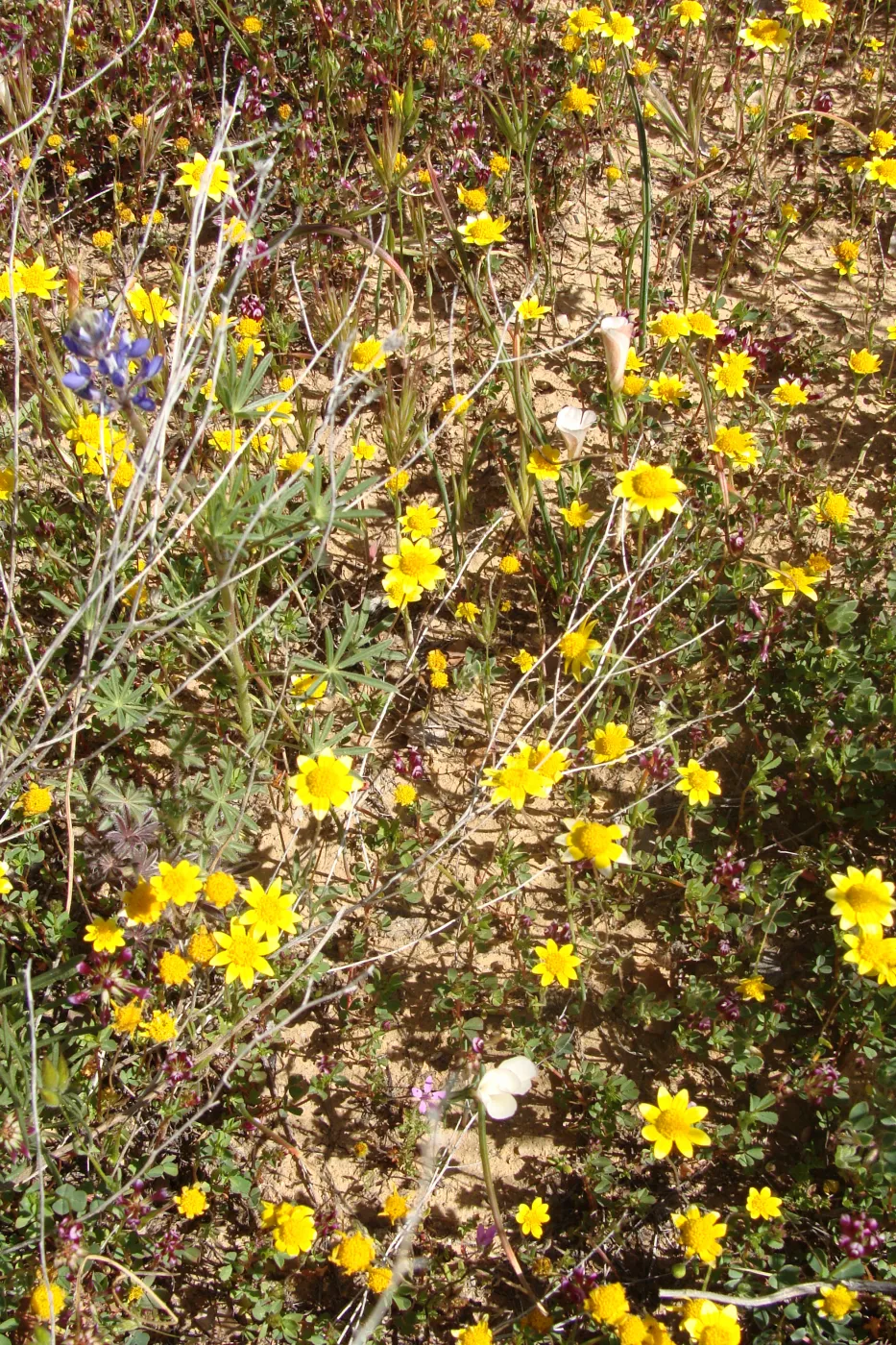 Central California Spring Wildflowers 2010, SBBG staff, Ozena Station