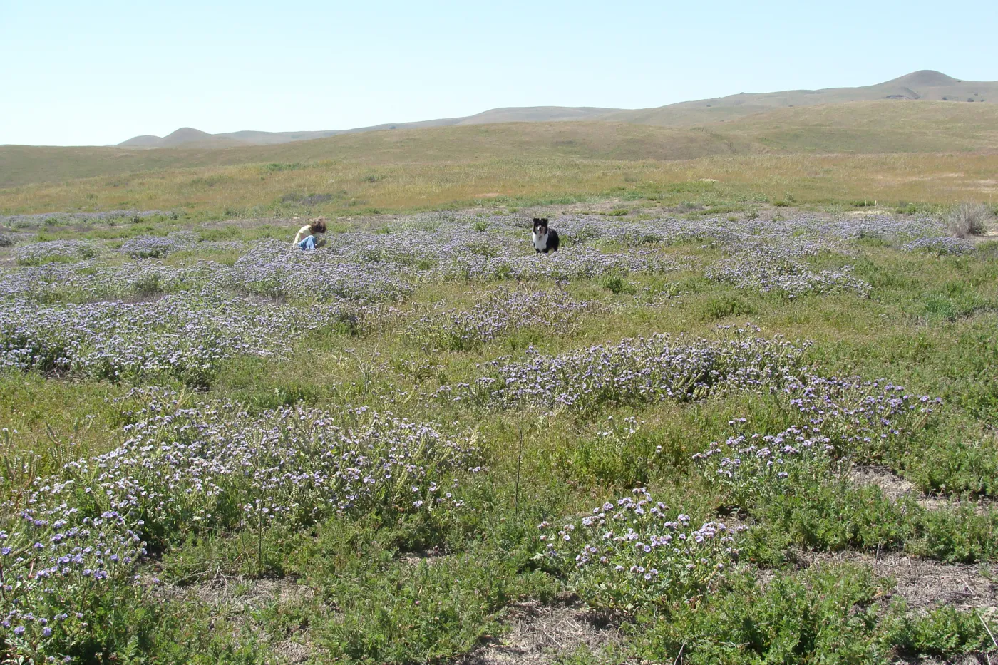 Central California Spring Wildflowers 2010, SBBG staff, Soda Lake Road, Carrizo