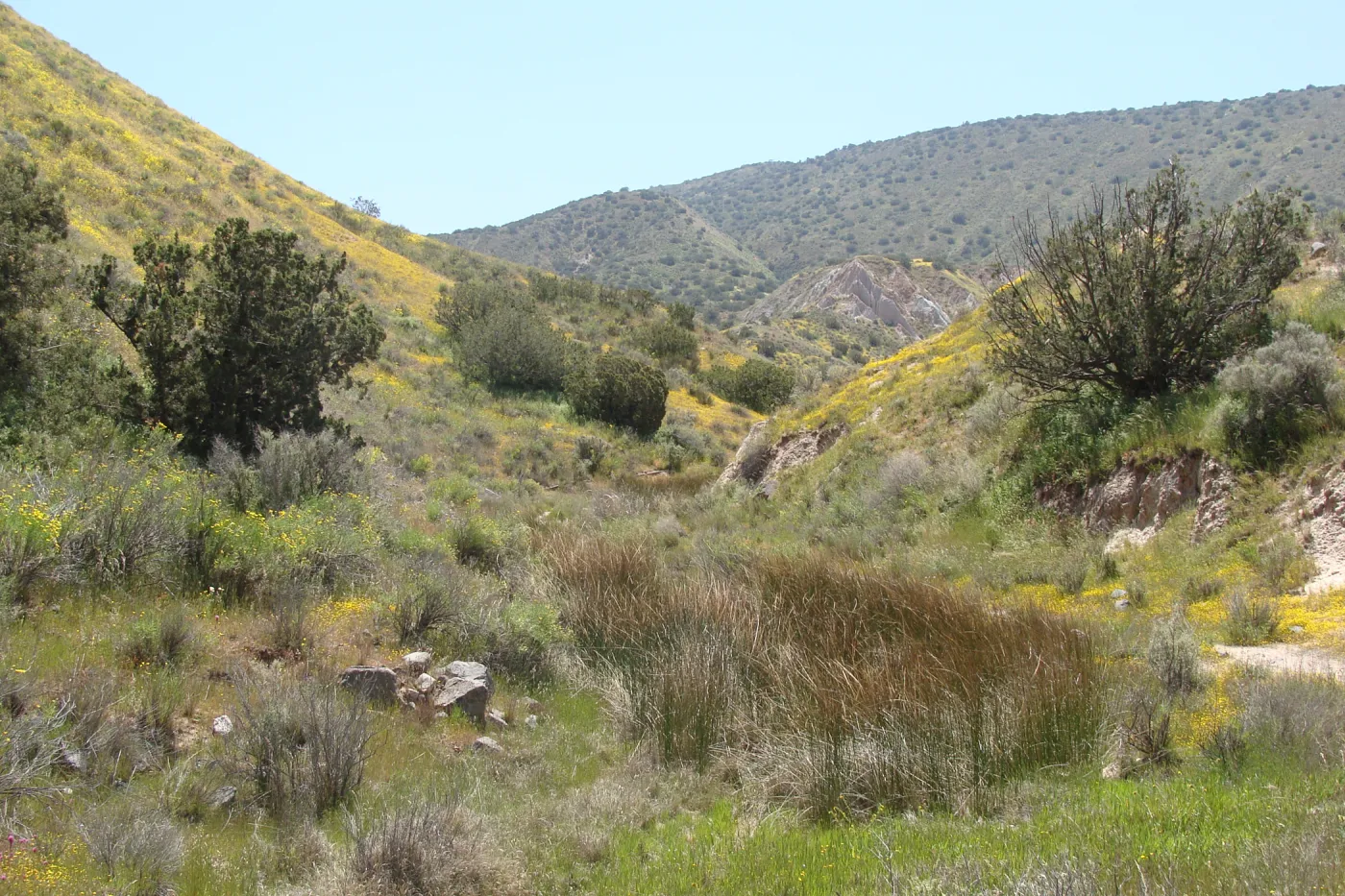 Central California Spring Wildflowers 2010, SBBG staff, Road to Padrone Canyon, Carrizo