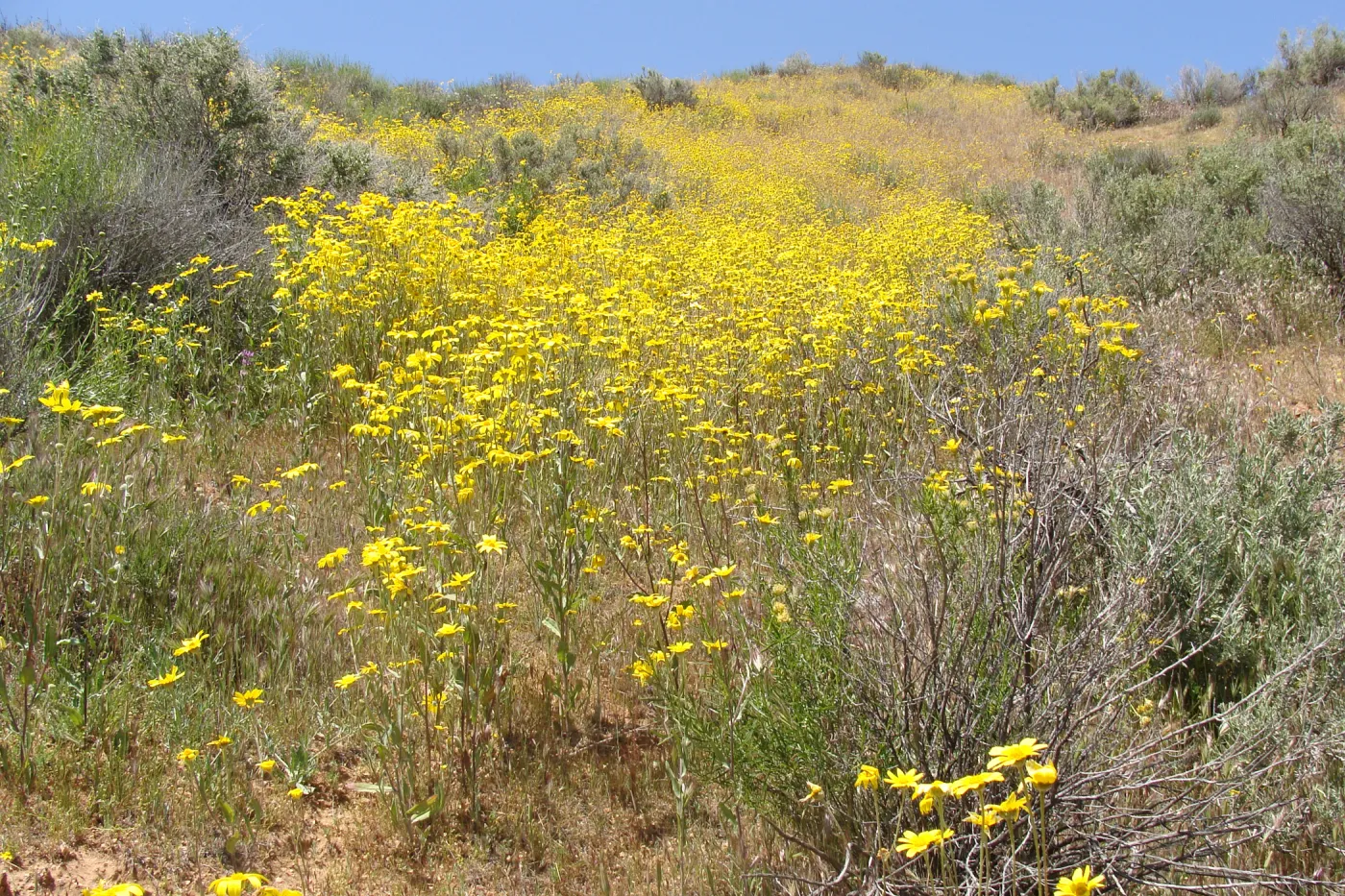 Central California Spring Wildflowers 2010, SBBG staff, Road to Padrone Canyon, Carrizo