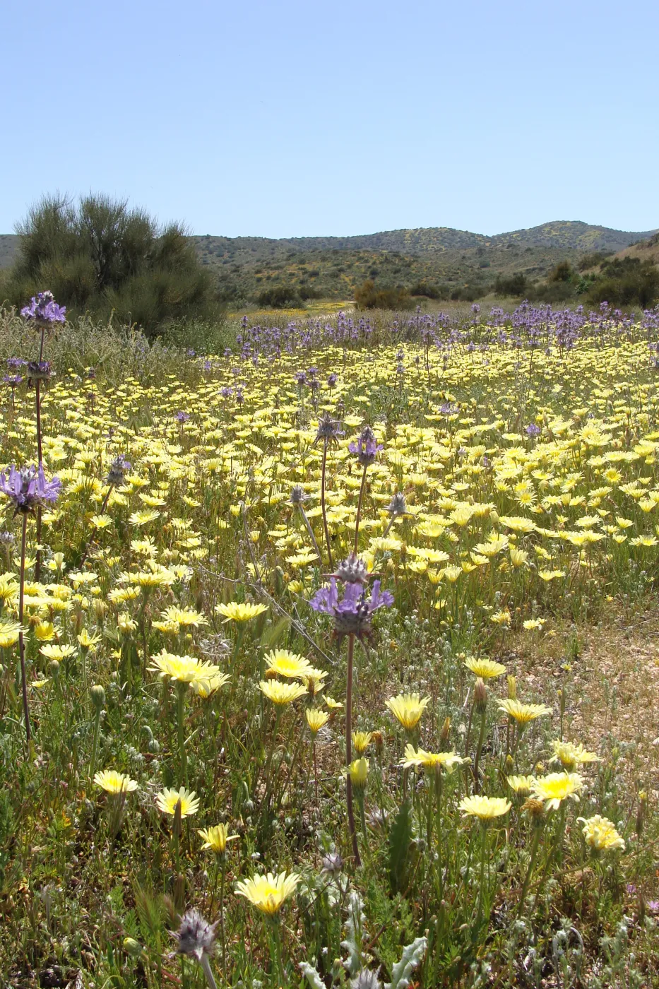 Central California Spring Wildflowers 2010, SBBG staff, Road to Padrone Canyon, Carrizo