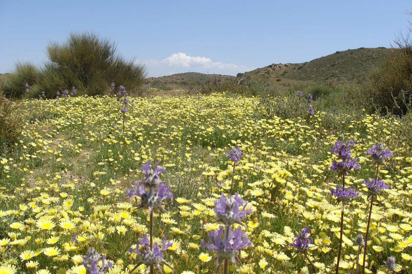 Central California Spring Wildflowers 2010, SBBG staff, Road to Padrone Canyon, Carrizo