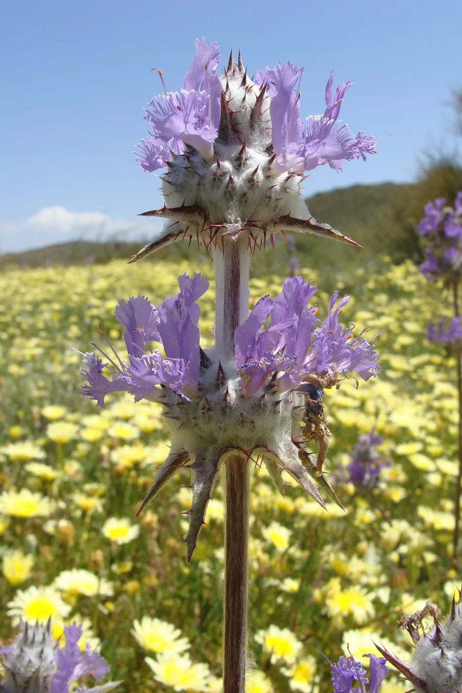 Central California Spring Wildflowers 2010, SBBG staff, Road to Padrone Canyon, Carrizo