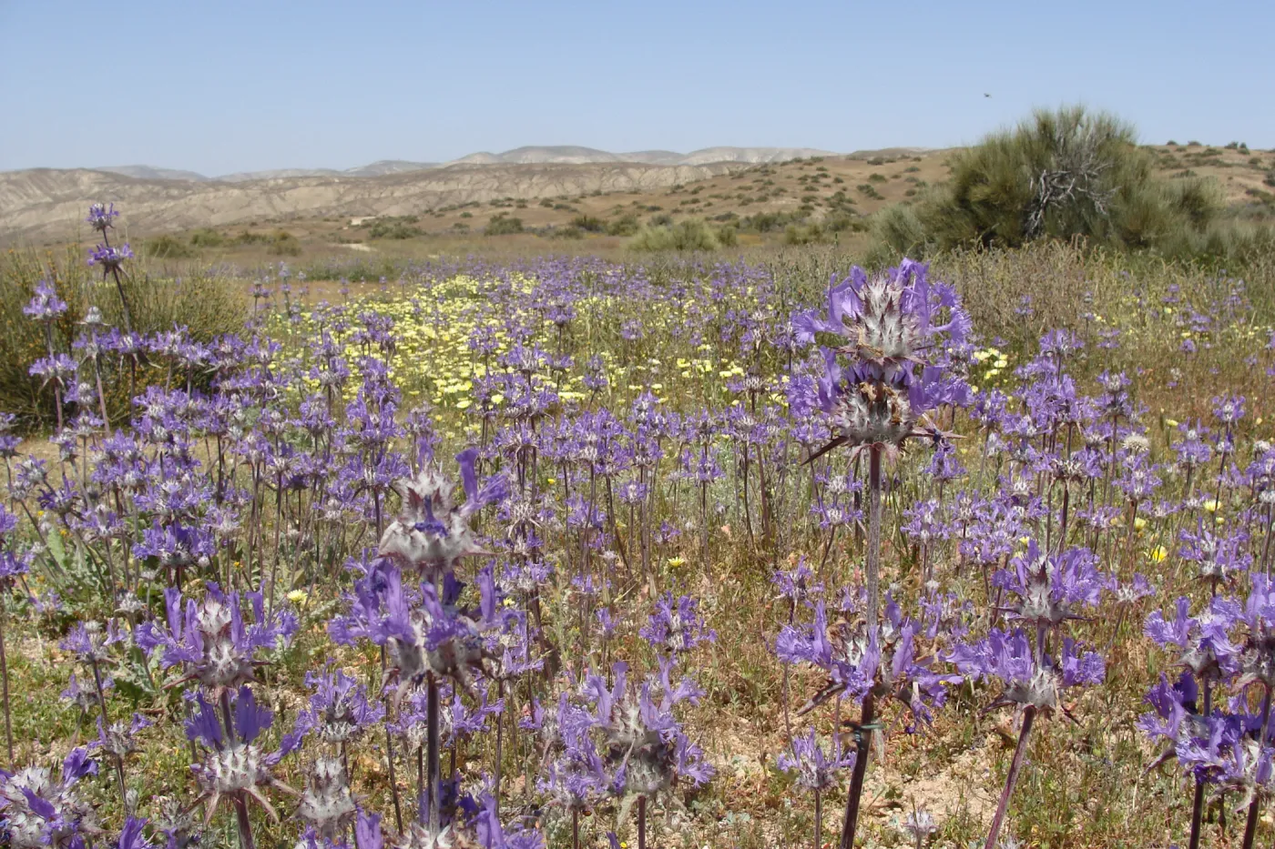 Central California Spring Wildflowers 2010, SBBG staff, Road to Padrone Canyon, Carrizo