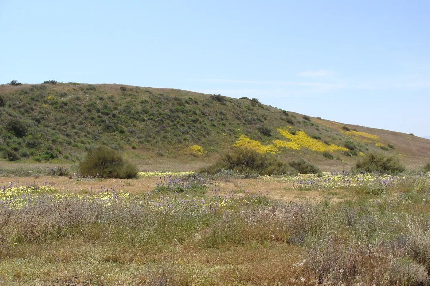 Central California Spring Wildflowers 2010, SBBG staff, Road to Padrone Canyon, Carrizo