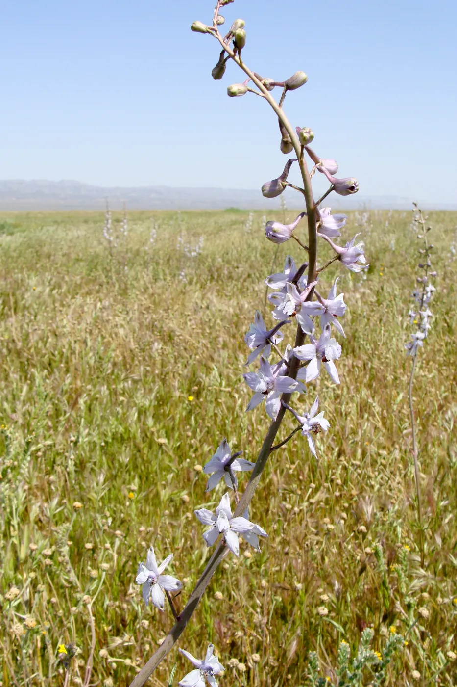 Soda Lake Road, Carrizo, Central California Spring Wildflowers 2010, SBBG staff
