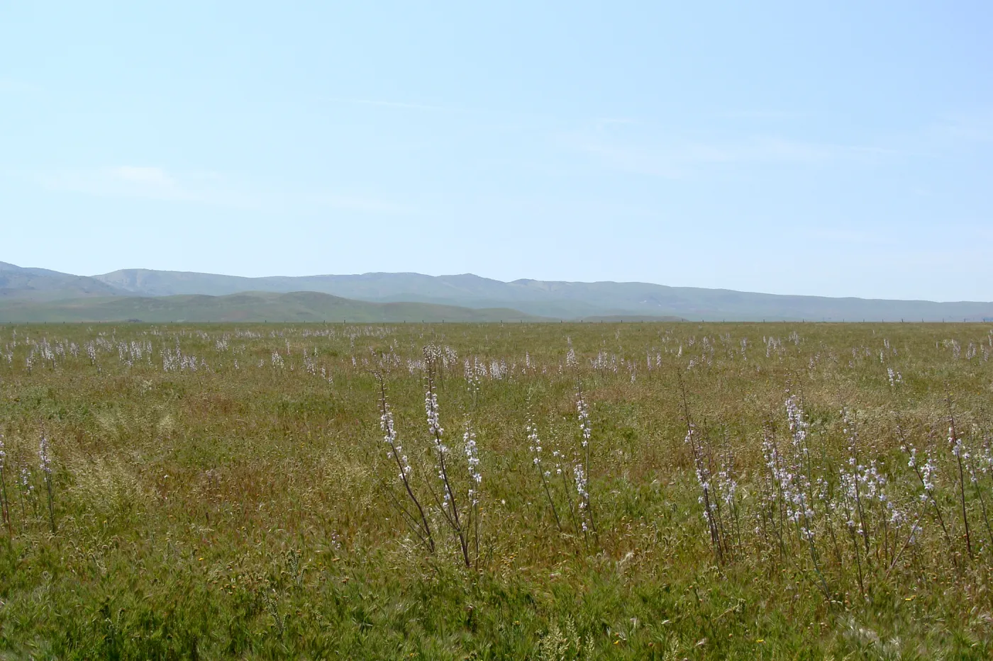 Soda Lake Road, Carrizo, Central California Spring Wildflowers 2010, SBBG staff