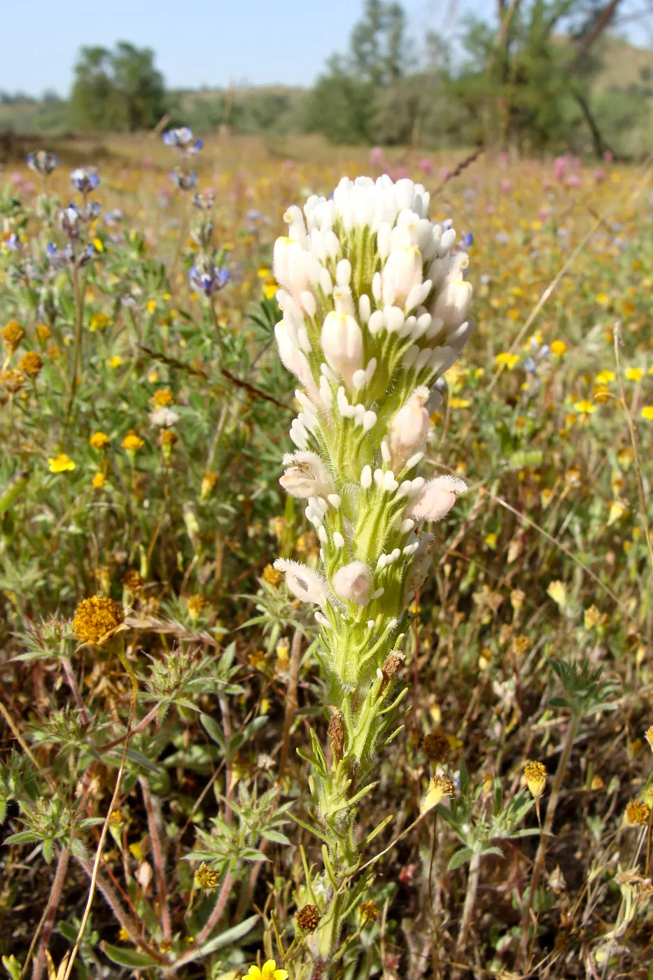 Central California Spring Wildflowers 2010, SBBG staff, Shell Canyon, near intersection with Highway 58