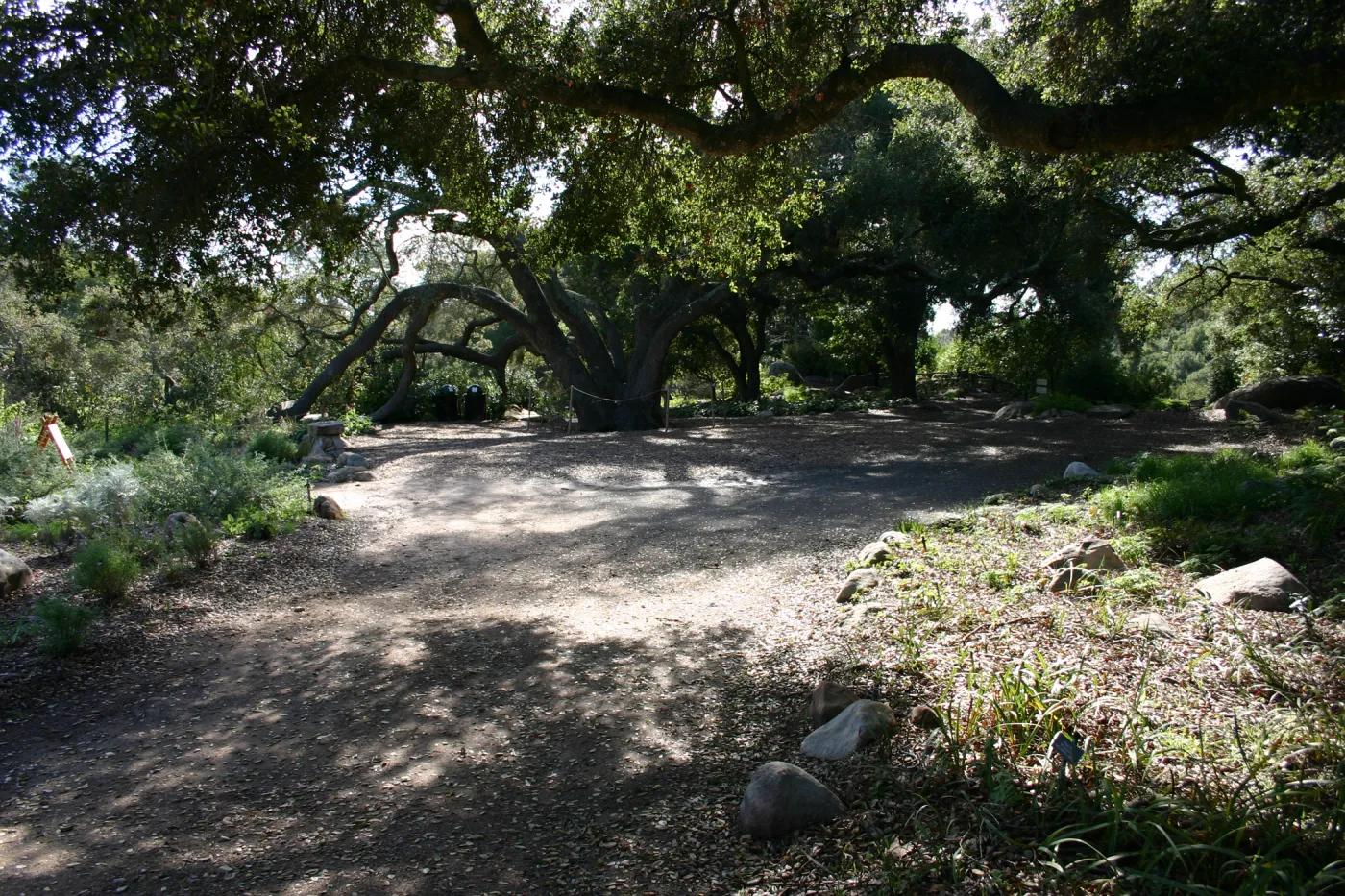 path under the Meadow Oaks, path not pavered
