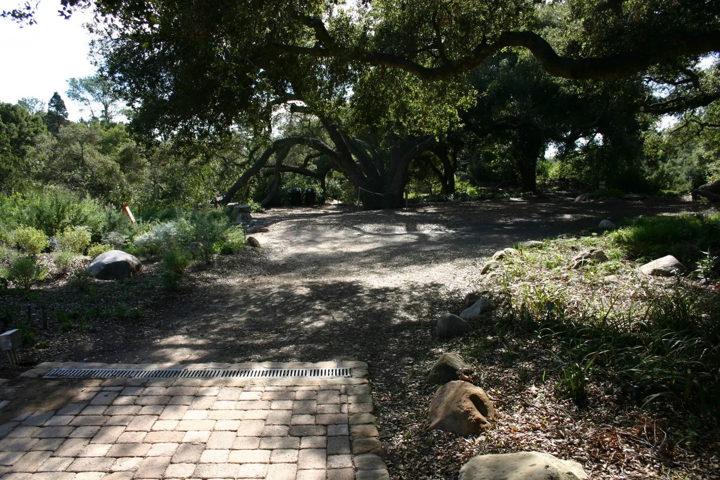 path under the Meadow Oaks, path not pavered