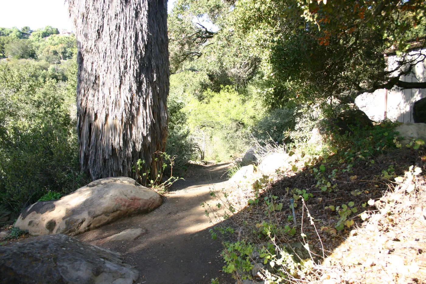 pathway through the Desert Section, top of Campbell Trail (not pavered)