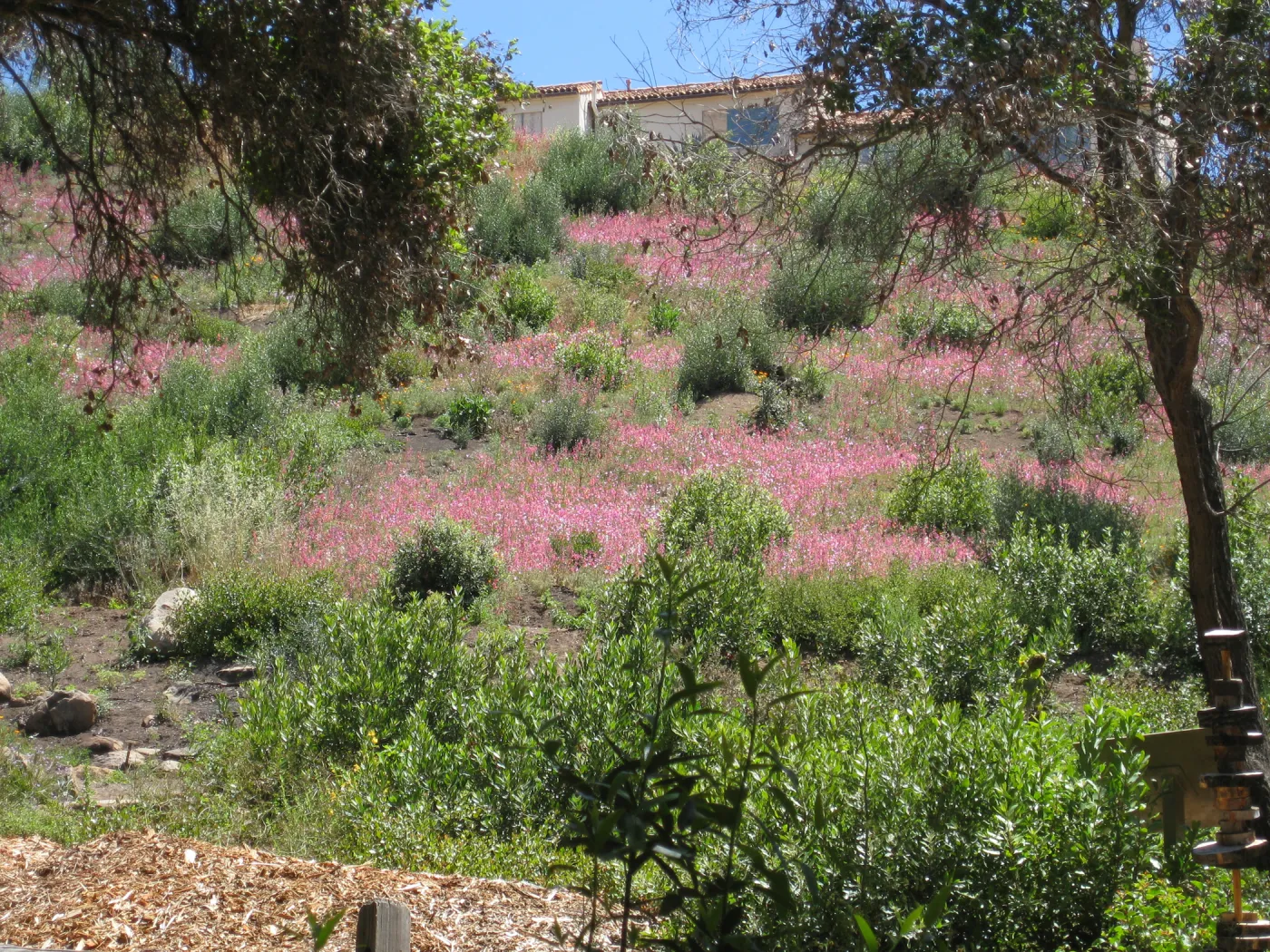 Clarkia unguiculata on slope east of Mission Canyon Road, one year after the Jesusita Fire