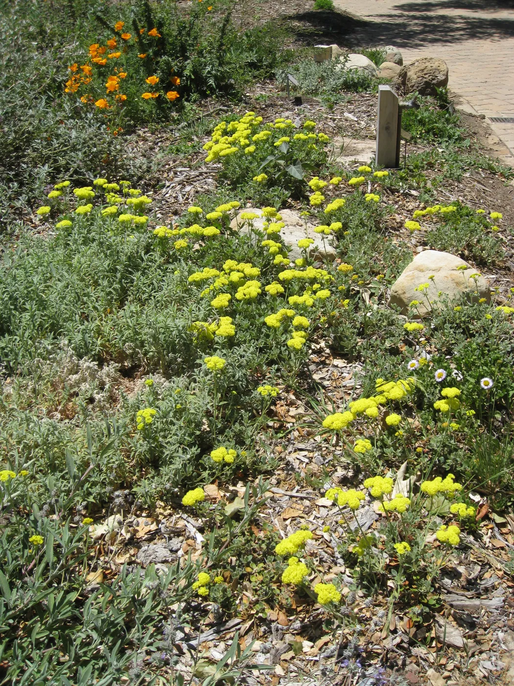 Eriogonum (Buckwheat) Shasta Sulpher in border at top of Meadow